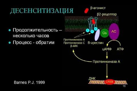 Десенситизация