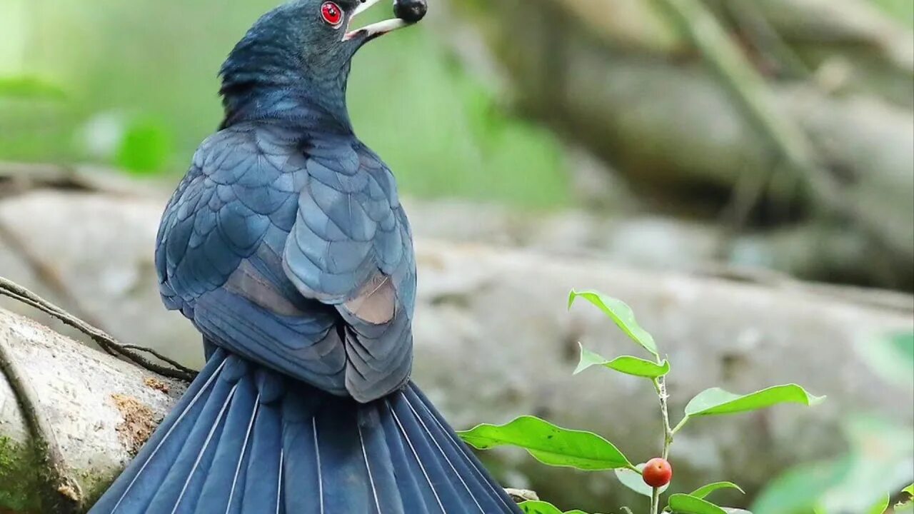 Koel Bird. Asian Koel. 10 Birds. Koel Bird перевод.