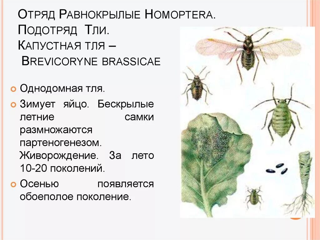 К бескрылым насекомым относятся. Отряд Равнокрылые тля. Равнокрылые цикл развития. Капустная тля (Brevicoryne brassicae.). Отряд Равнокрылые подотряды.
