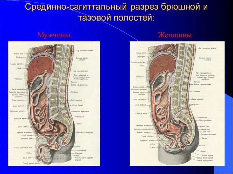 Брюшной на латыни. Полость брюшины Сагиттальный разрез. Ход брюшины на сагиттальном разрезе. Брюшина сбоку.