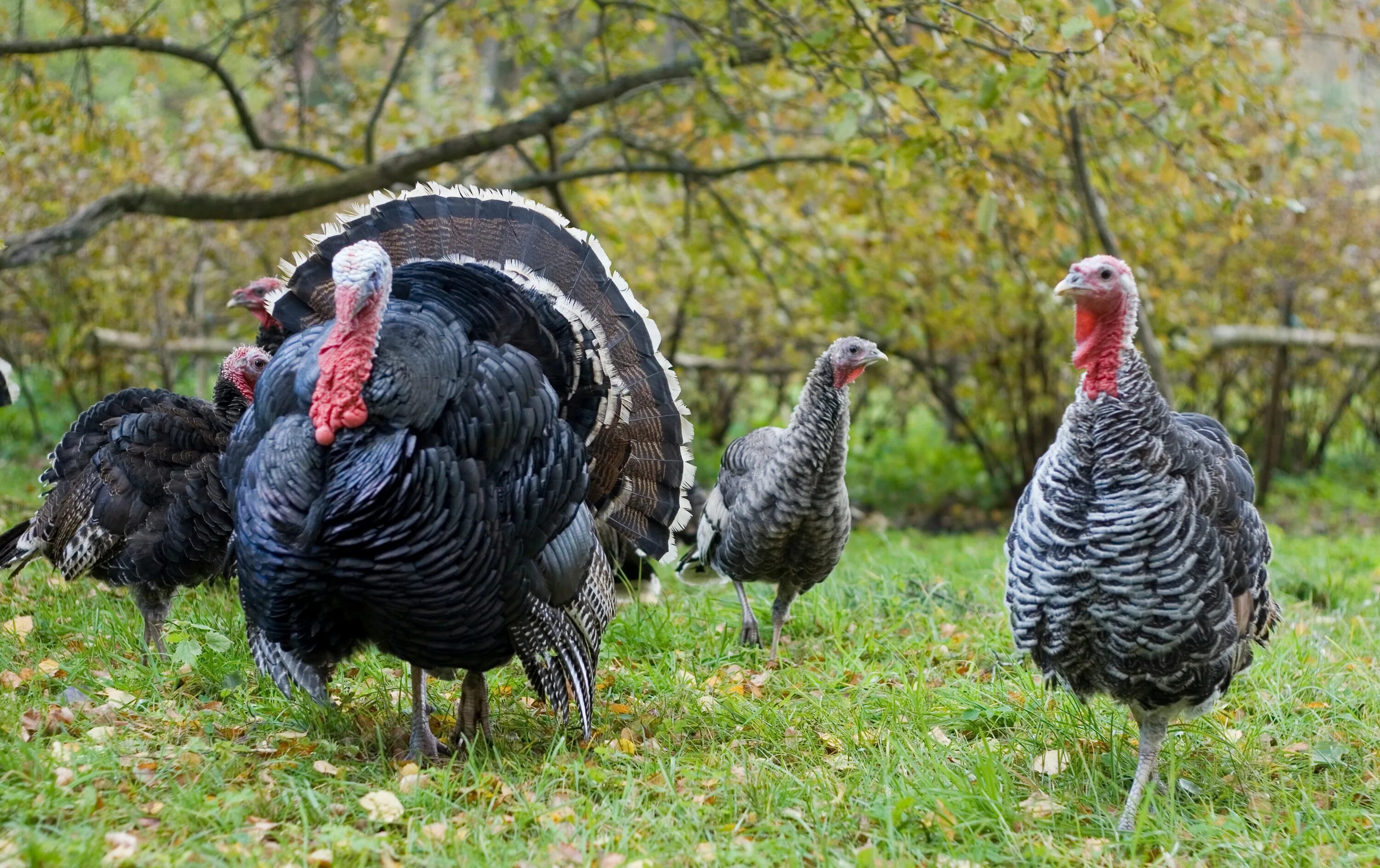 Turkey sale