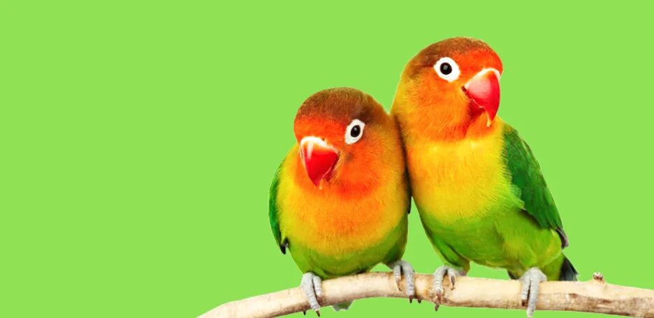 Банан для неразлучника. Неразлучников можно научить говорить. Неразлучников можно научить говорить. They are parrots. Неразлучники попугаи.