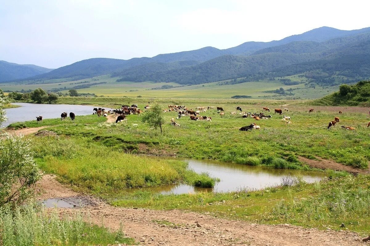 Алтайский край пастбища. Алтайский край. Третьяково (Алтайский край). Пейзажи Алтайского края Змеиногорского района.