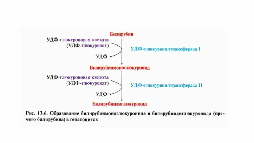 Детоксикация билирубина