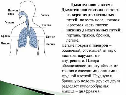 Особенности дыхания легкими