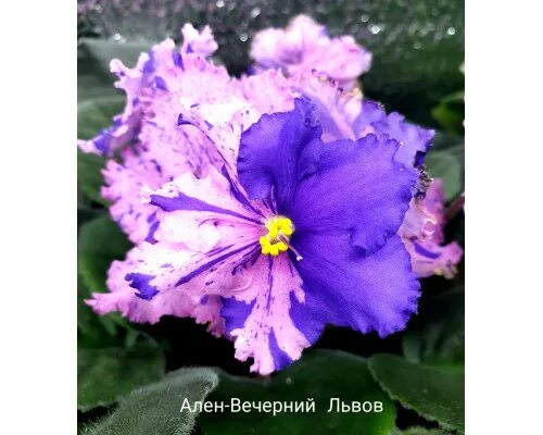 Ален вечерний львов фиалка фото