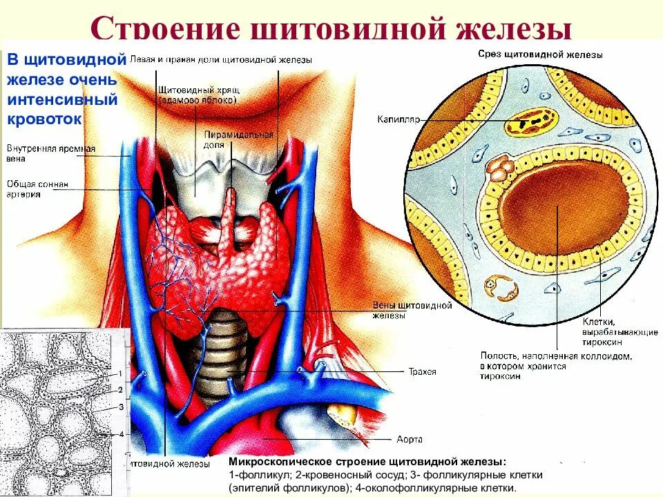 Срез щитовидной железы. Анатомическое строение щитовидной железы. Строение фолликула щитовидной железы. Строение клеток щитовидной железы. Строение долек щитовидной железы.