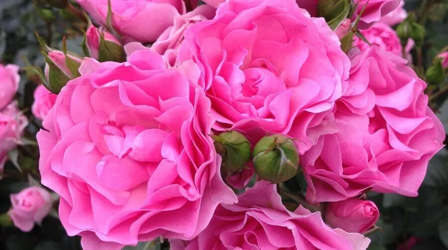 I am grateful and. Grateful for. I am grateful for. Be grateful. I am grateful and.