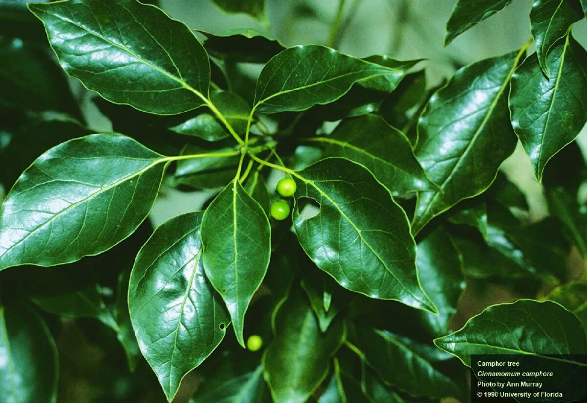 1 камфора. Camphora (камфора ) камфора. Коричник камфорный. Cinnamomum camphora. Коричник камфорный цветок.