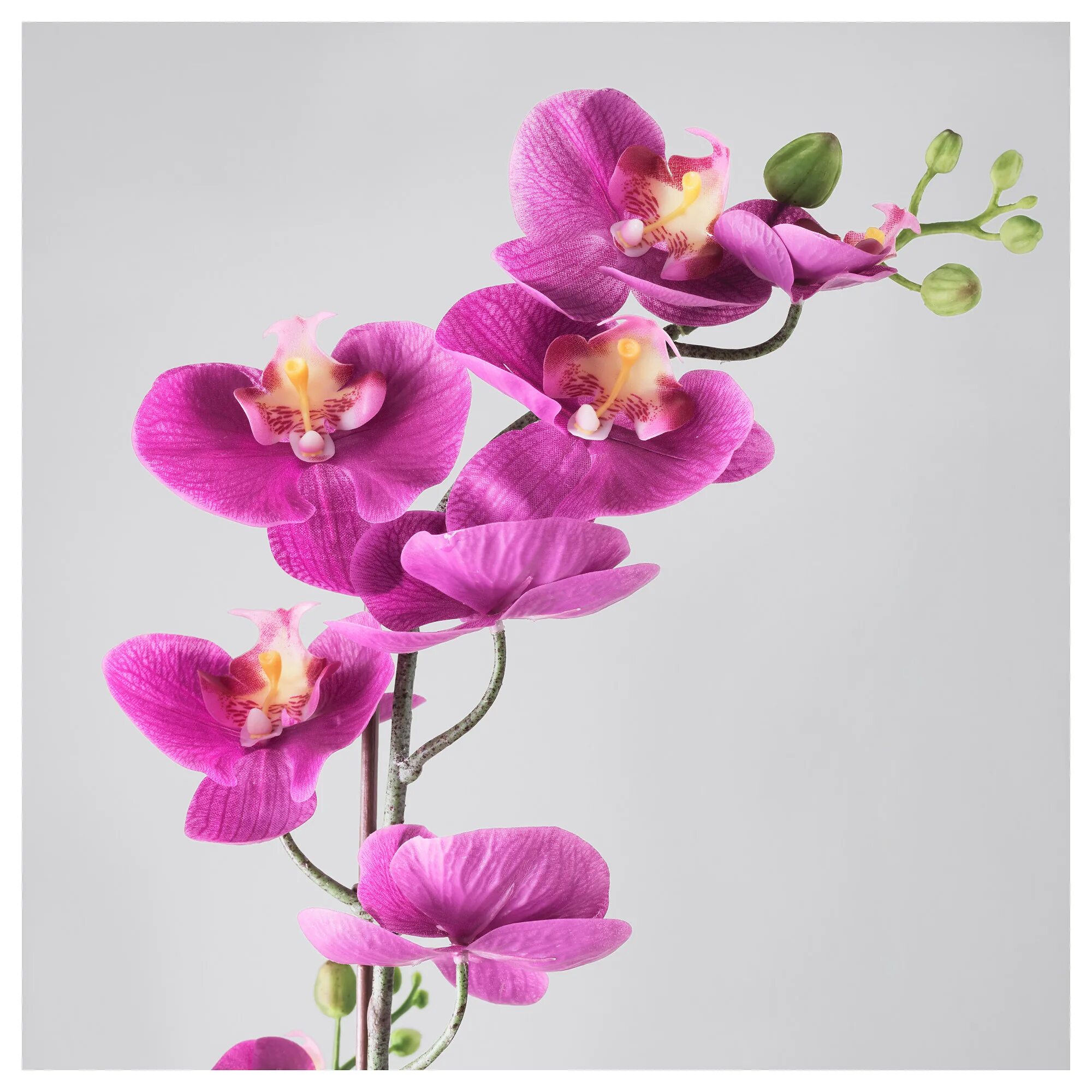 Орхидея купить рязань. Ikea Орхидея. Орхидея в горшке. Орхидея розовая в горшке.