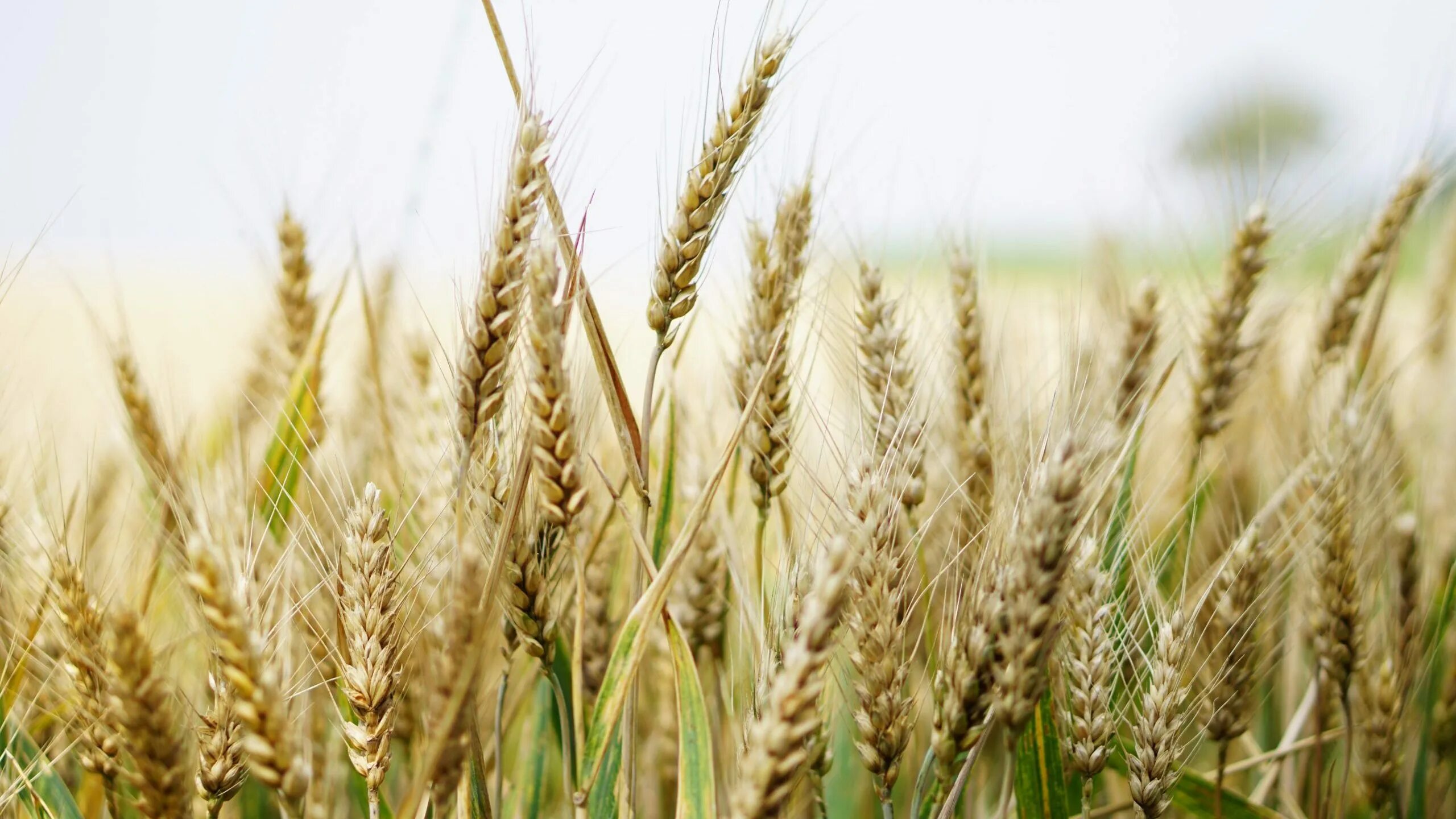 Ячмень обыкновенный растение. Пшеница беотийская. Зерновые линии. Колосья пшеницы. Казгрейн.