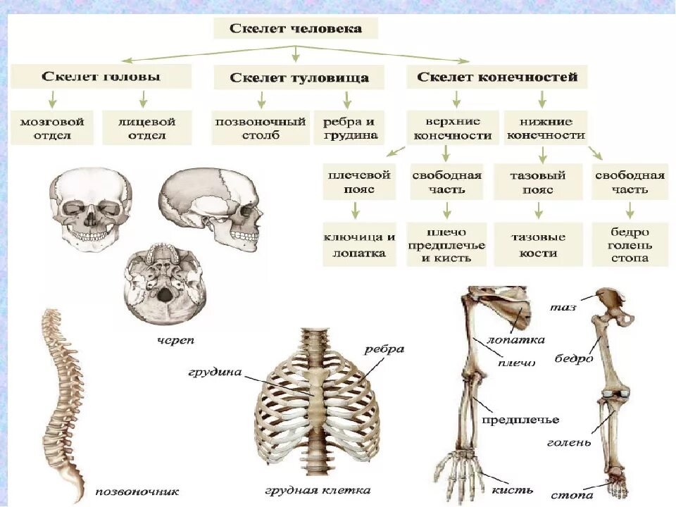 Строение скелета типы соединения костей. Соединение костей 8 класс биология. Кости человека 8 класс биология. Биология 8 класс скелет строение состав и соединение костей. Отдел скелета особенности строения функции