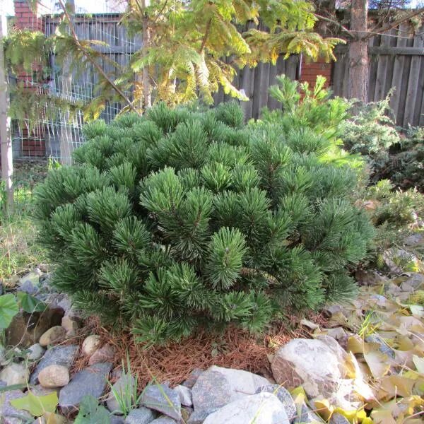 Шервуд компакт. Сосна Шервуд компакт. Pinus mugo 'Sherwood Compact'. Сосна Горная Шервуд компакт. Pinus mugo `compacta`.