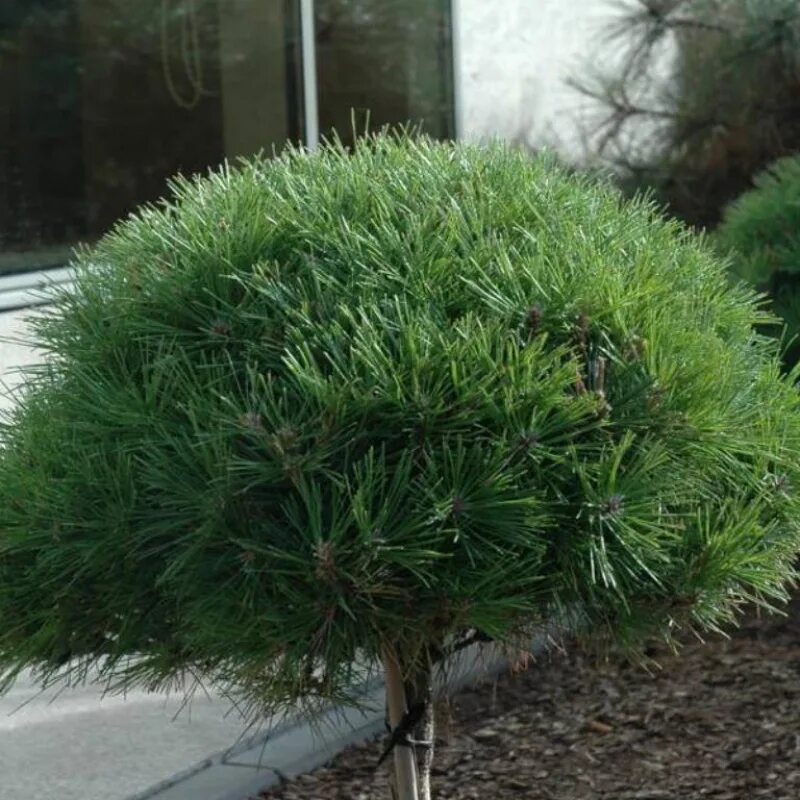 Сосна шарами. Pinus nigra Brepo. Сосна Джейн Клуис. Pinus densiflora Jane kluis. Сосна густоцветковая Джейн Клуис.