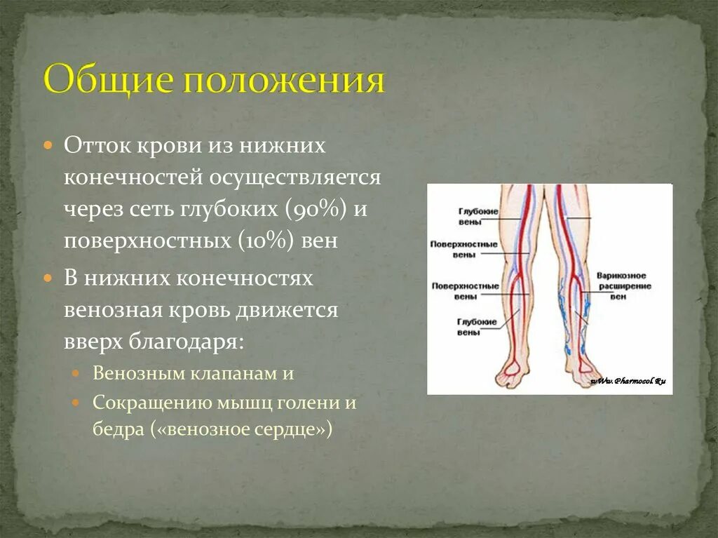 Развитие нижней конечности. Отток крови от нижних конечностей. Отток крови от нижних конечностей осуществляется. Отток вен нижних конечностей. Отток венозной крови от конечностей.