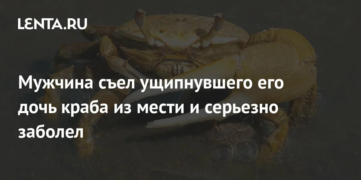 Краб вампир в аквариуме. Радужный краб питание. Огромный радужный краб. Мангровый краб в аквариуме. Скормил крабу главного бунтаря.