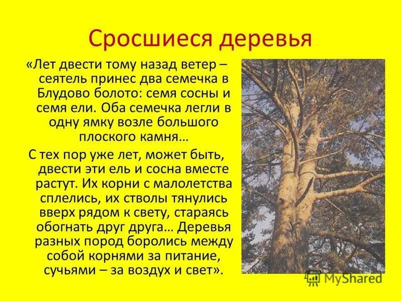 лет двести тому назад. лет двести тому назад ветер-сеятель. лет двести тому назад ветер сеятель принес. михаил пришвин ель и сосна. рассказ про ель и сосну.