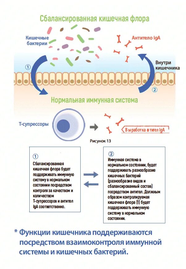Иммунная система жкт. Иммунная система кишечника. Микробиота и иммунитет человека. Иммунные клетки в кишечнике. Болезни адаптации.