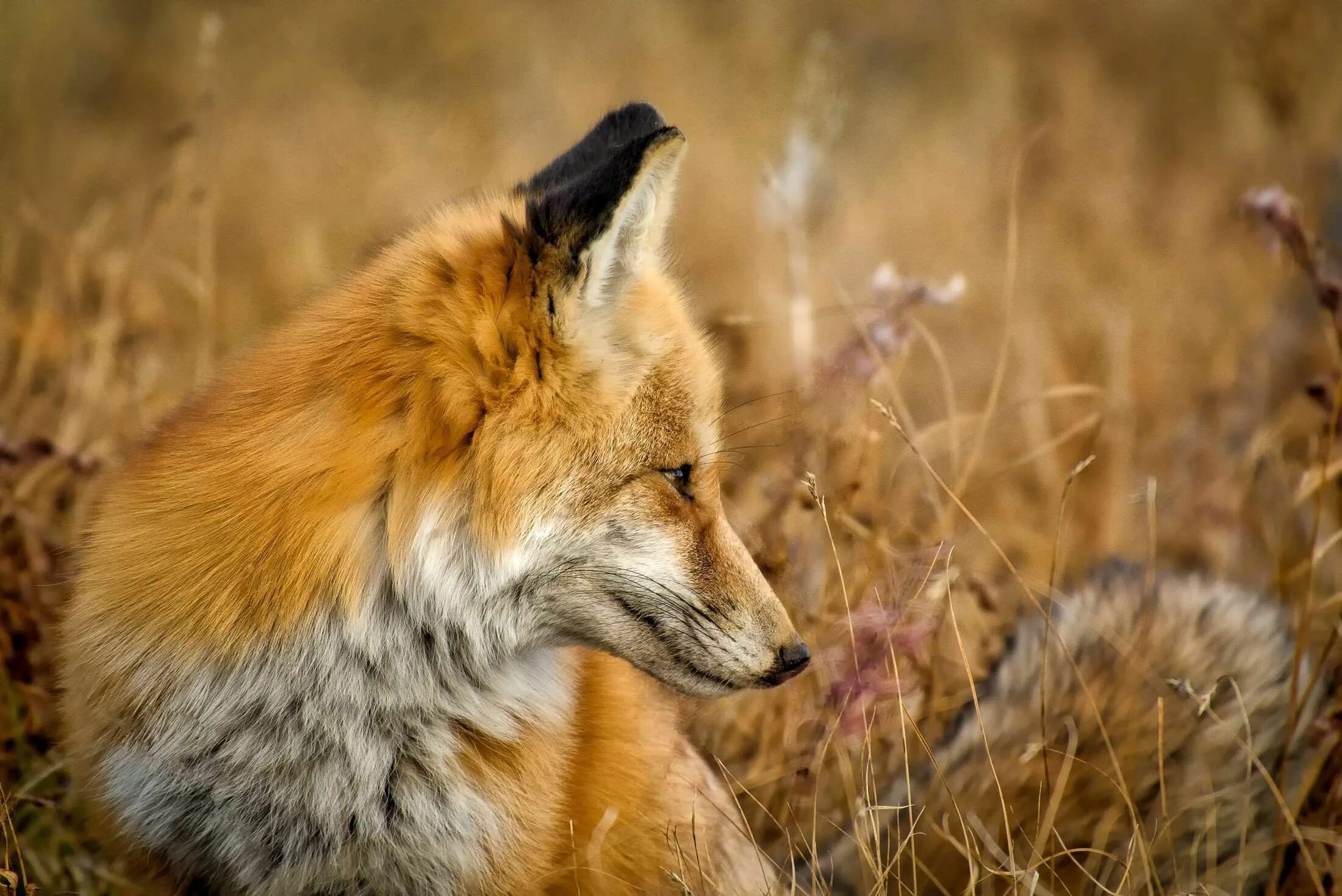 Лисица. Лиса фото. Лиса в профиль. Морда лисы. Fox страна