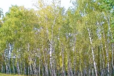 Березовая роща пмпк