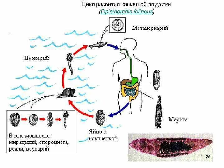 Описторхоз хозяева. Цикл развития кошачьей двуустки. жизненный цикл описторхоза схема. жизненный цикл кошачьего сосальщика схема. кошачья двуустка жизненный цикл.