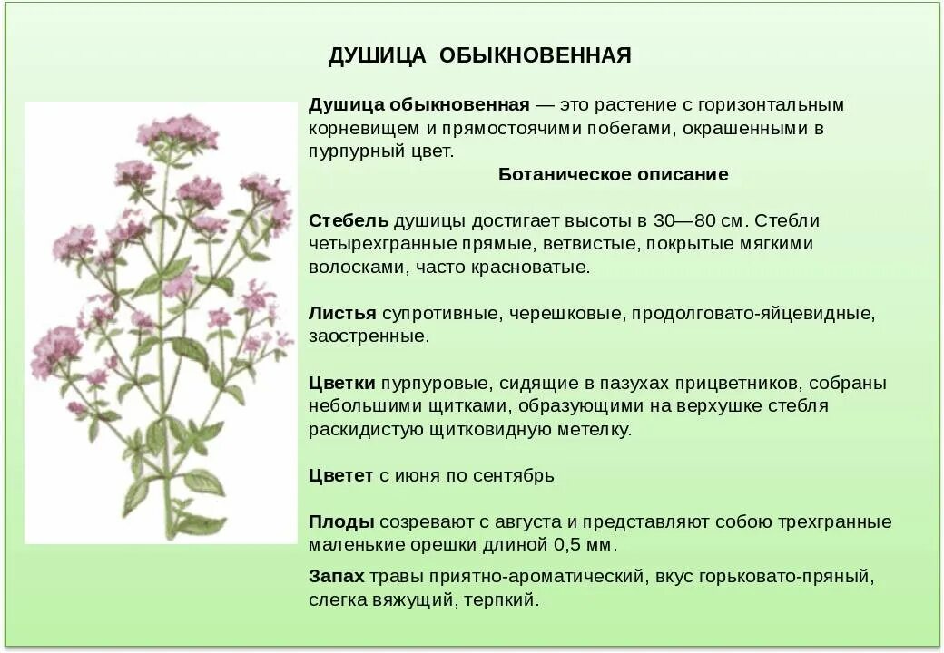 Душица обыкновенная Компакт в наличии низкая цена - рассада, описание, отзывы, ф