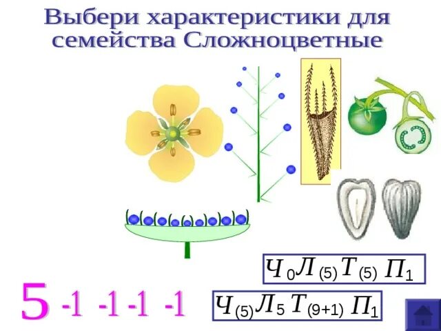 Какая формула цветка семейства злаки. Злаковые формула цветка и диаграмма. Семейство злаковые формула цветка. Злаковые форма цветка формула. Формула цветка злаковых.