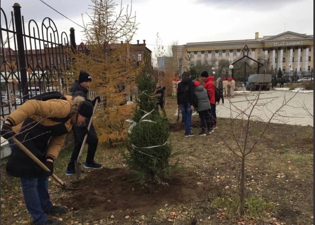 Код на высадку. Посадка деревьев в Чите. Посадка деревьев в колонии. Двухметровые кусты. Деревья высадка г Бендеры.