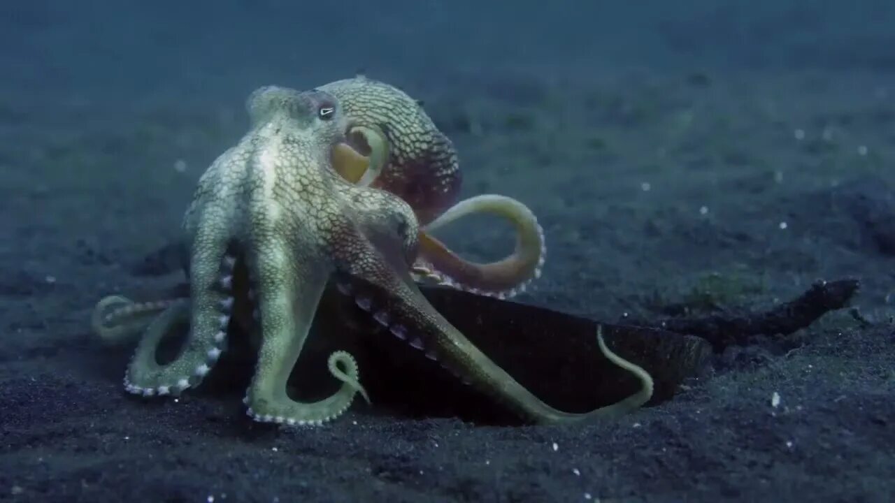 Опасность осьминогов. Головоногие Осьминоги. Amphioctopus marginatus. Головоногие моллюски чернильный мешок. Чернила осьминога.
