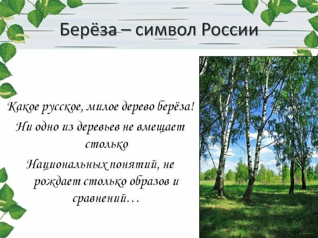 Почему березу считают