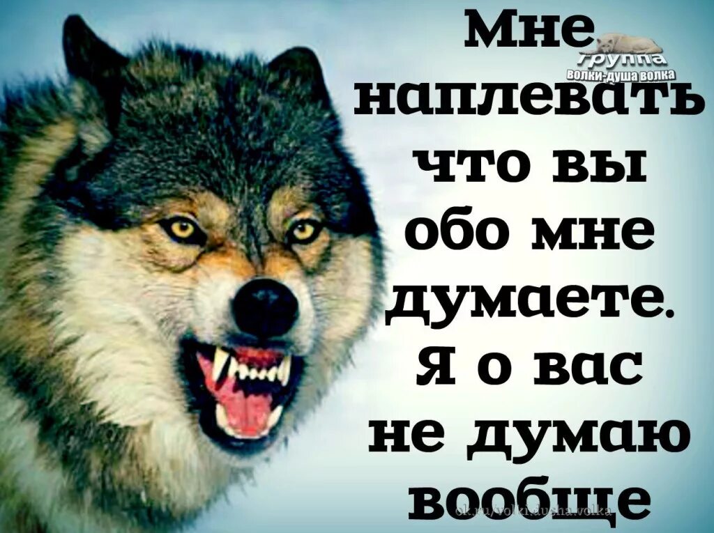 Обидно зла. Статусы с волками. Статусы про Волков. Волк с надписью. Цитаты волка.