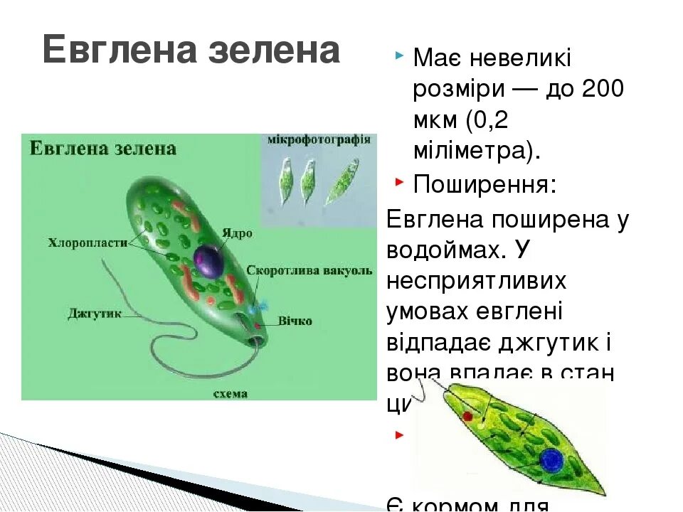 Значение в жизни человека эвглены. Эвглена прокариот. пищеварительная вакуоль у эвглены зеленой. конъюгация эвглены зеленой. будови евглени зеленої.
