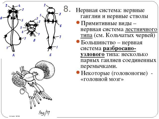 Имеет разбросанную узловую нервную систему