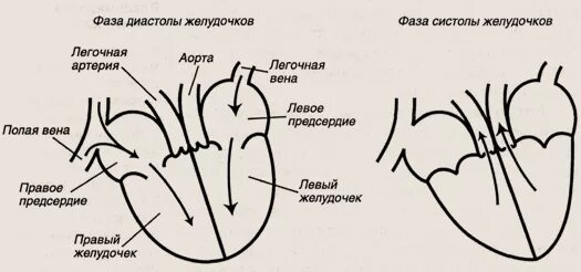 В правый желудочек сердца человека поступает. Сердце правое предсердие левое предсердие желудочек. Что впадает в правый желудочек. Левый и правый желудочек сердца. Сердце желудочки и предсердия схематически.