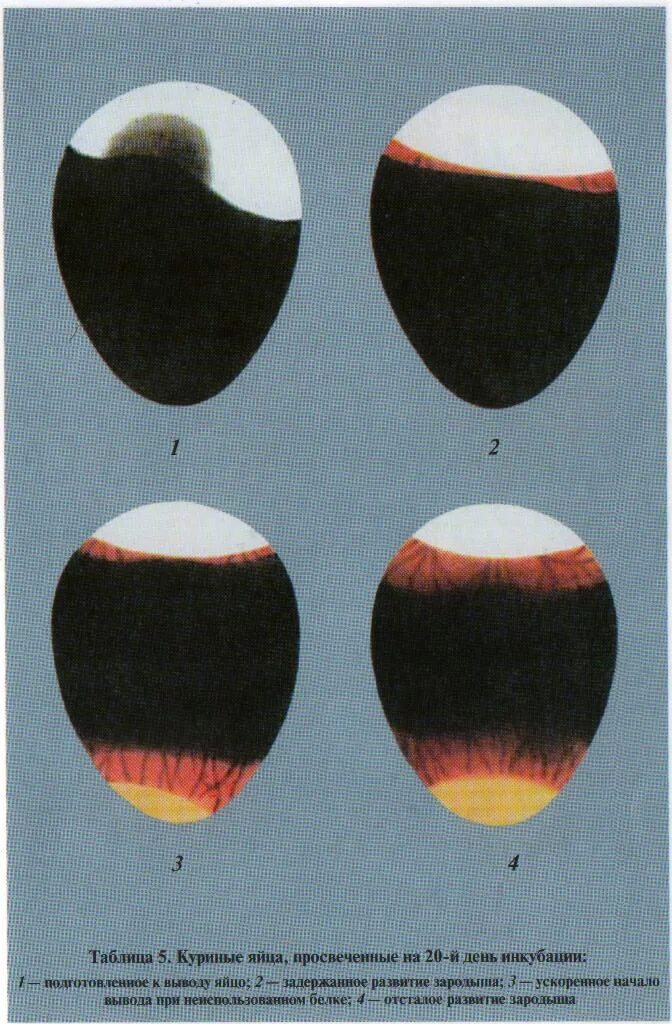 Овоскопирование куриных по дням. Яйца куриные в инкубаторе овоскопирование на 14 день. Овоскопирование куриных 7 день инкубации. Овоскопирование гусиных яиц в 28 день. Овоскопирование мускусной утки.