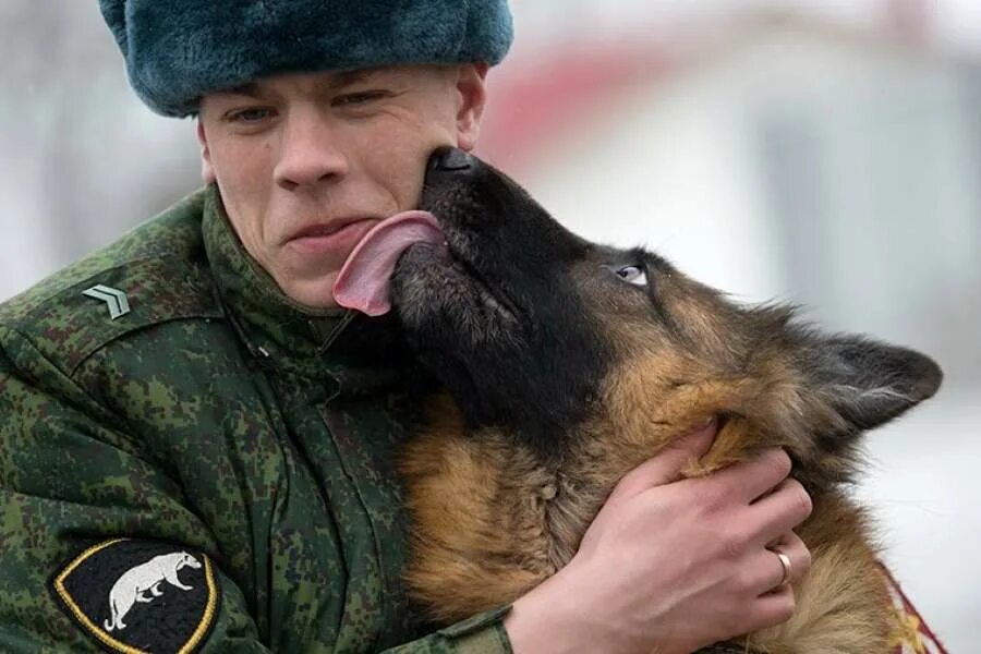 Собака в форме человека. Немецкая овчарка с солдатом. Солдат с овчаркой. Военный кинолог. Кинолог в армии.