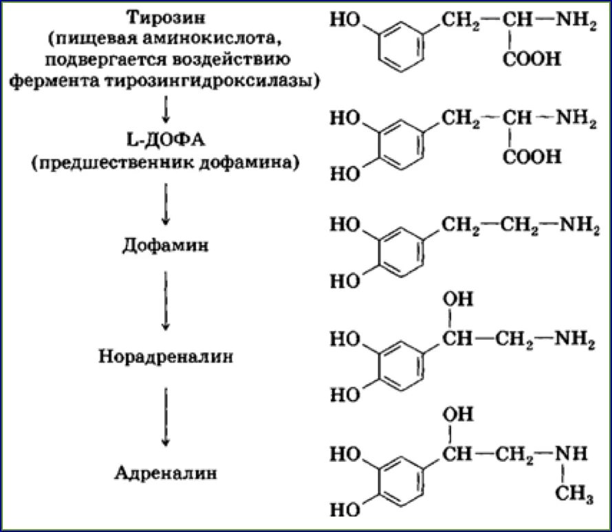 Тирозин в норадреналин. Предшественник норадреналина. Тирозин дофамин норадреналин. Дофамин норадреналин адреналин. Адреналин образуется