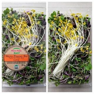 Micro plants