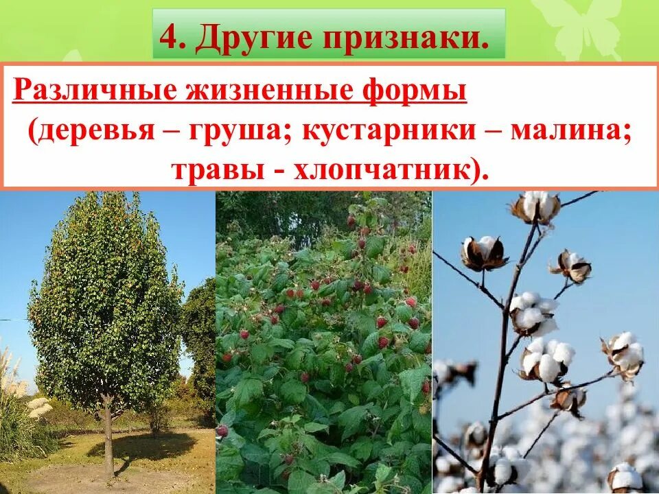 Основные жизненные формы деревья и кустарники