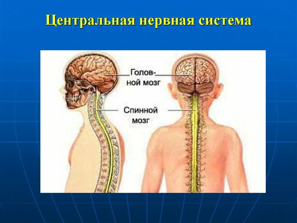 Центральная нервная система. Синтралние нервная система. Функции ЦНС человека. Центры нервной системы. Центральный отдел нервной системы спинной мозг