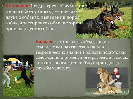 Толкование собака