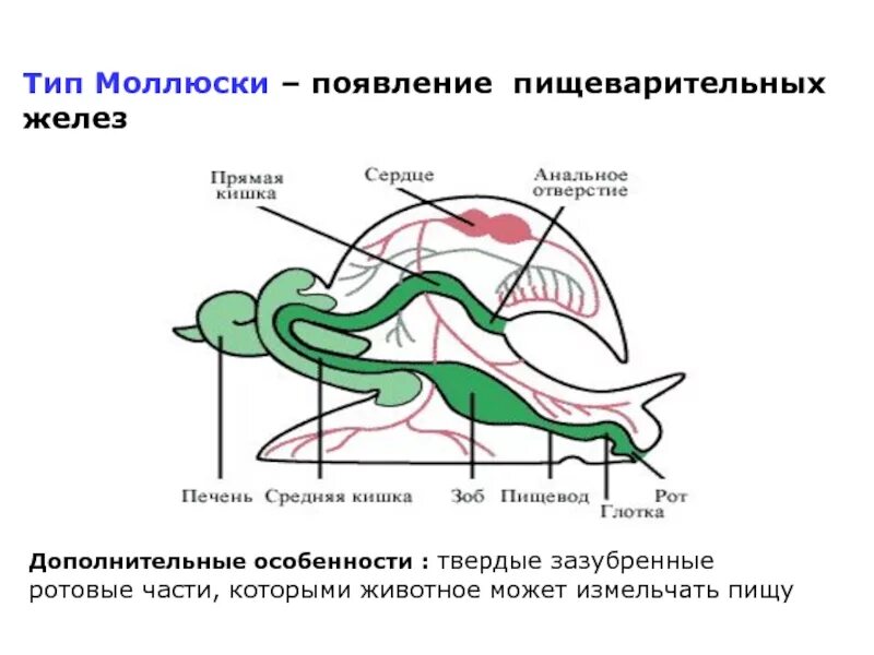 Пищеварительная система брюхоногих моллюсков. Пищеварительная система брюхоногих моллюсков