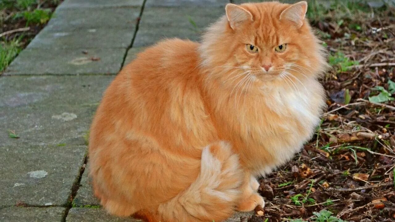 Европейская длинношерстная кошка рыжая. Сибирская кошка рыжая длинношерстная. Британская длинношёрстная кошка рыжая. Рагамаффин рыжий. Породы с бело рыжим окрасом
