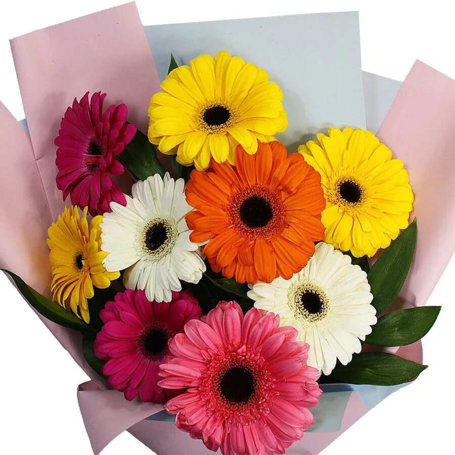 сколько стоят герберы. герберы цветы. сколько стоят герберы. сколько стоят герберы. гербера микро селект.