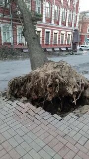 Тоже ростов