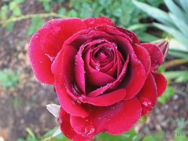 роза изабель отисье. роза изабелла росселини. роза англичанка фото. роза изабелла росселлини. улица розы изабеллы.