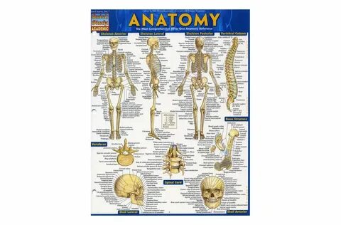 Anatomy pdf