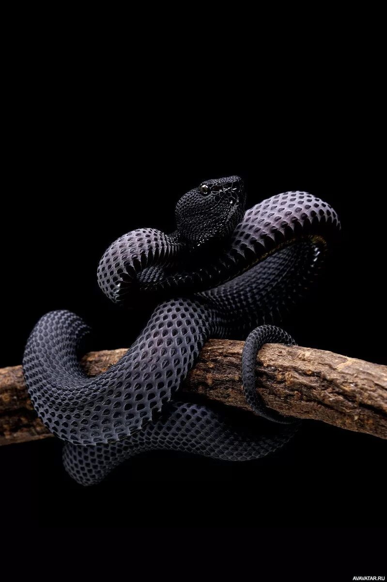 Змей на заставку телефона. Черная змея. Красивая черная змея. Змеи на заставку. Черная змея на черном фоне.