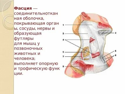Органы шеи