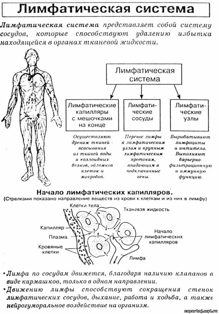 Лимфатические сосуды таблица. Функции лимфатической системы схема. Органы лимфатической системы человека таблица. Лимфатическая система строение и функции человека анатомия. Лимфатическая система человека строение и функции таблица.